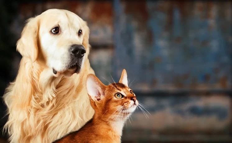 Golden Retriever dog acts like different co-workers, wins hearts online.